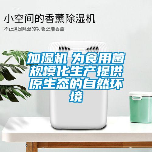 加湿机 为食用菌规模化生产提供原生态的自然环境