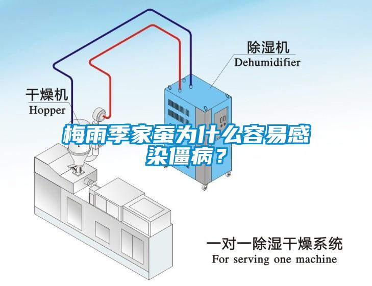 梅雨季家蚕为什么容易感染僵病？