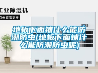 企业新闻地板下面铺什么能防潮防虫(地板下面铺什么能防潮防虫呢)