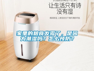 常见问题家里的粮食发霉了，是因为潮湿吗？怎么预防？