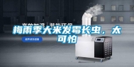 梅雨季大米发霉长虫，太可怕