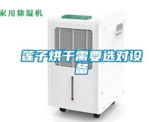 行业新闻莲子烘干需要选对设备