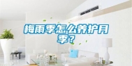 梅雨季怎么养护月季？