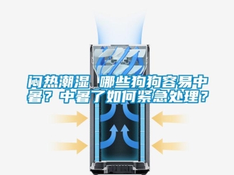 常见问题闷热潮湿 哪些狗狗容易中暑？中暑了如何紧急处理？
