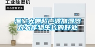 温室大棚超声波加湿器对农作物生长的好处