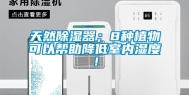 天然除湿器；8种植物可以帮助降低室内湿度！