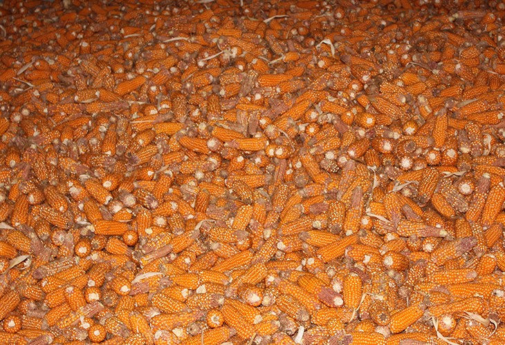 云南正大种业云南玉米种子生产基地 设计配套生产安装玉米种子烘干机